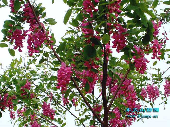 香花槐