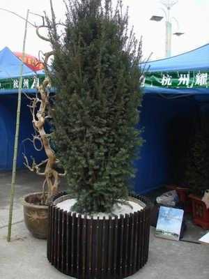 曼地亞紅豆杉