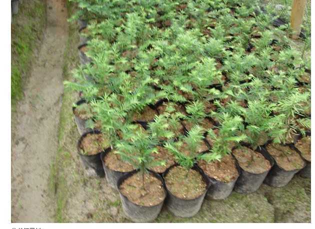 盆栽紅豆杉