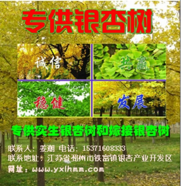 銀杏產(chǎn)地