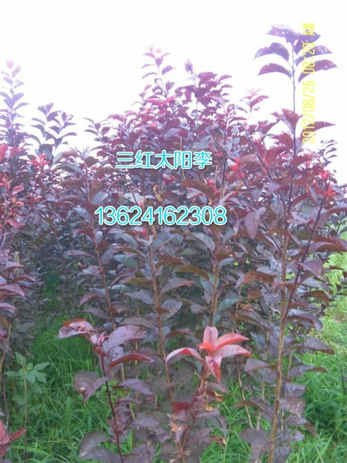 三紅紅葉李.jpg