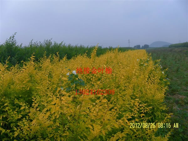 地接金葉榆.jpg