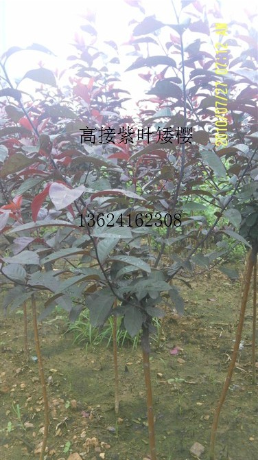 高接紫葉矮櫻.jpg