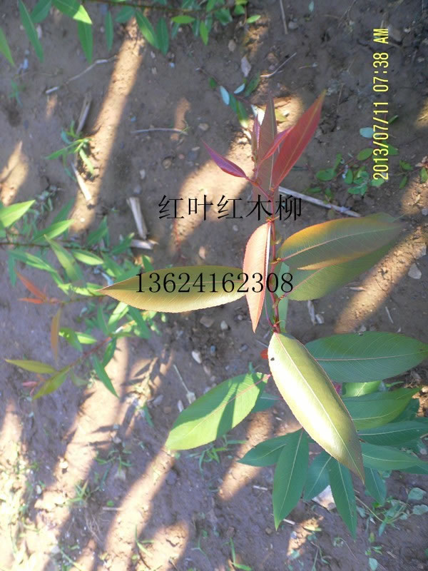 紅葉紅木柳.jpg