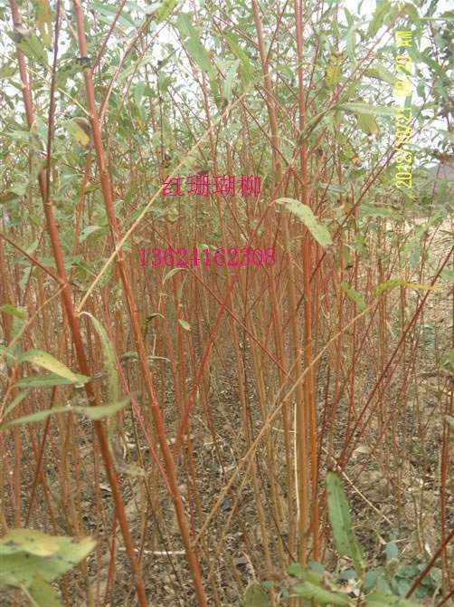 紅珊瑚柳.jpg