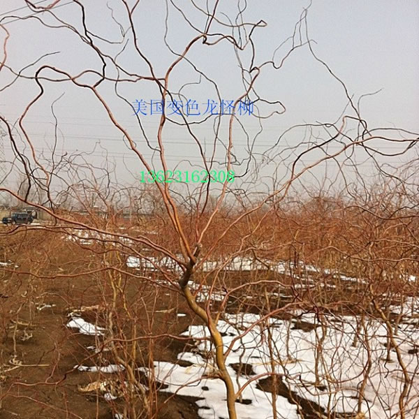 美國(guó)變色龍怪柳.jpg