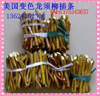 美國(guó)變色龍徐條.jpg