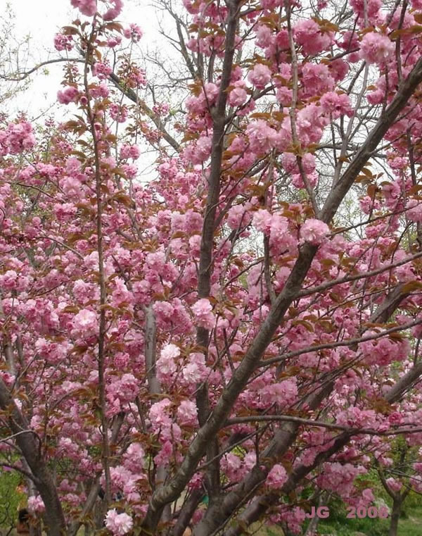 櫻花