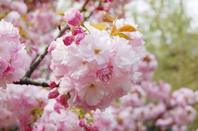 櫻花