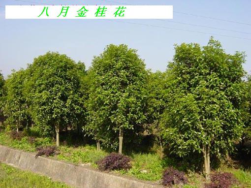 八月金桂花