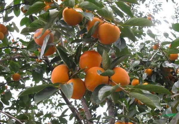柿子樹(shù)