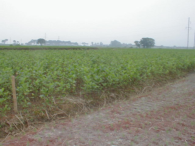 櫸樹(shù)苗