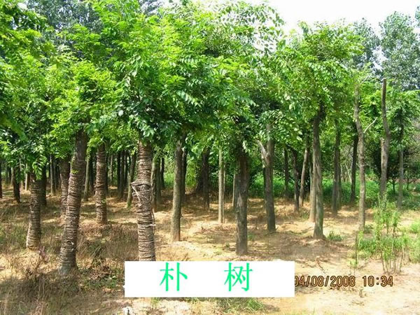 樸樹
