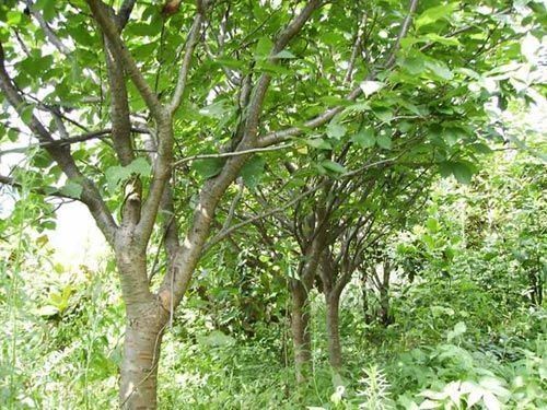 櫻花苗