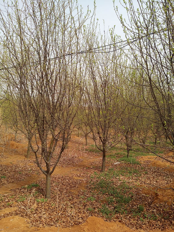 木瓜