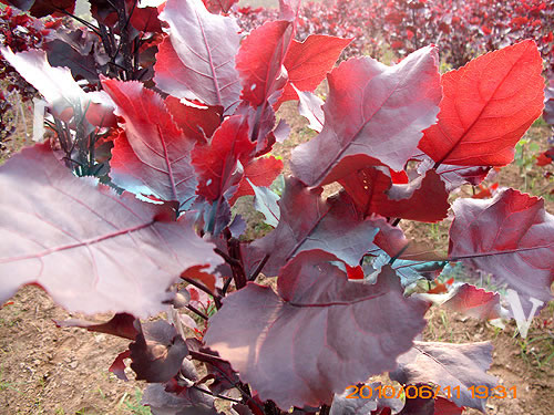 中華紅葉楊