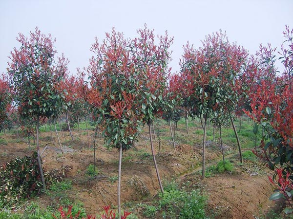 高桿紅葉石楠