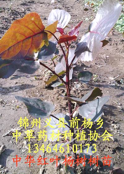 紅葉楊樹單株苗