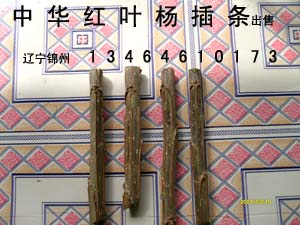 紅葉楊插條