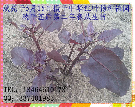 中華紅葉楊叢生苗