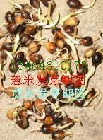 薏米芽期圖