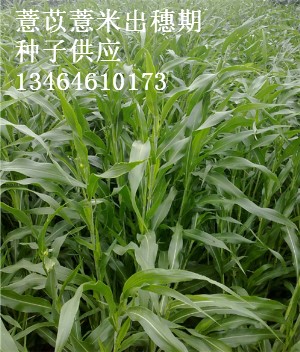 薏米出穗期