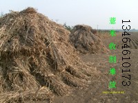 薏米田堆放