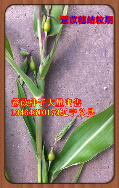 薏苡結粒期