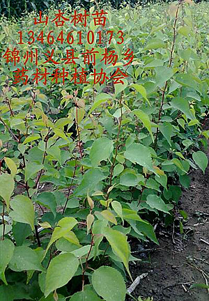 山杏樹苗