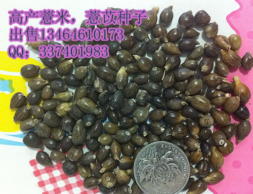 薏米薏苡種子
