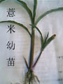 薏米幼苗