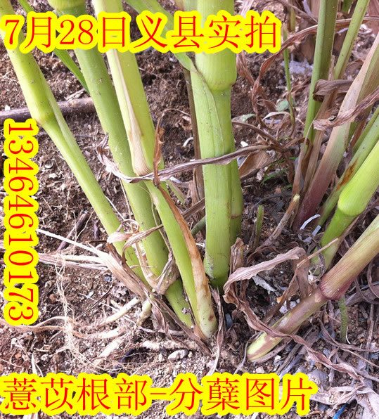 薏苡根部分蘗圖片