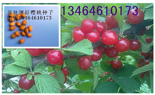 櫻桃果籽