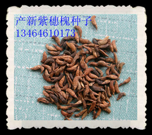 紫穗槐種子圖