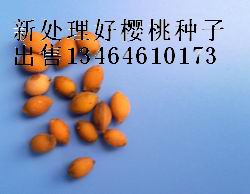 櫻桃種子