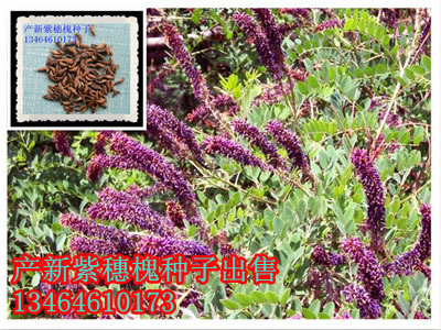 紫穗槐植株及種子