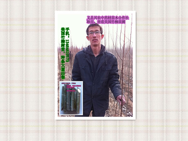 竹柳