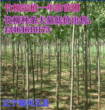 竹柳定植一年苗圃