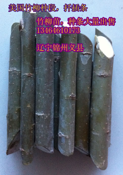 竹柳種段