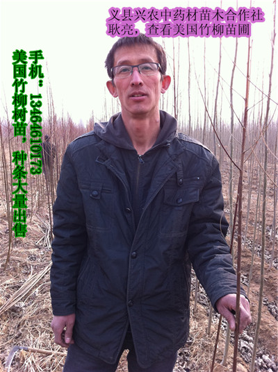 竹柳苗圃