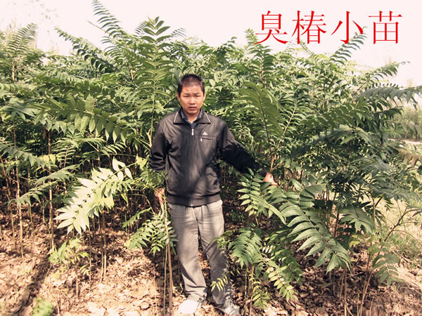 臭椿小苗