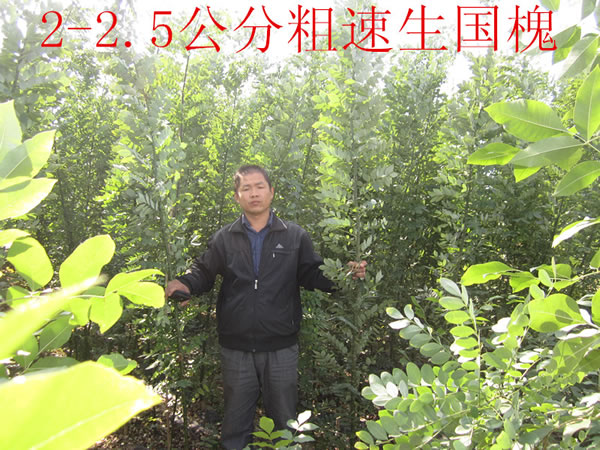 速生國槐
