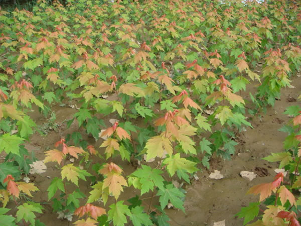 美國紅楓
