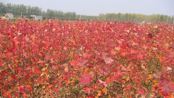 美國紅楓