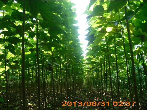 速生楸樹