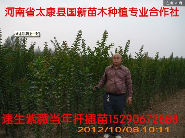 速生紫薇