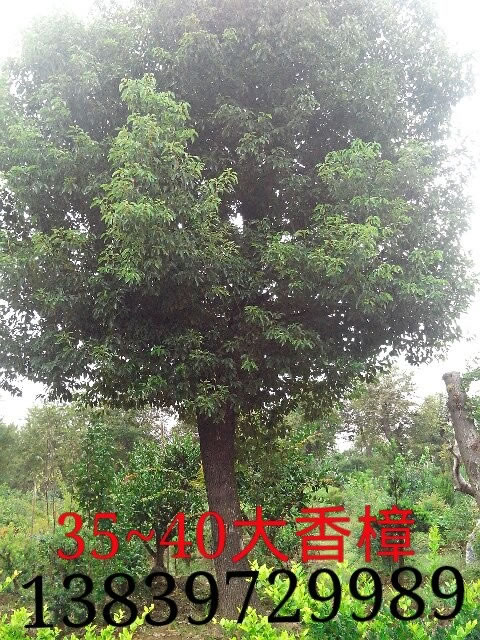 大香樟