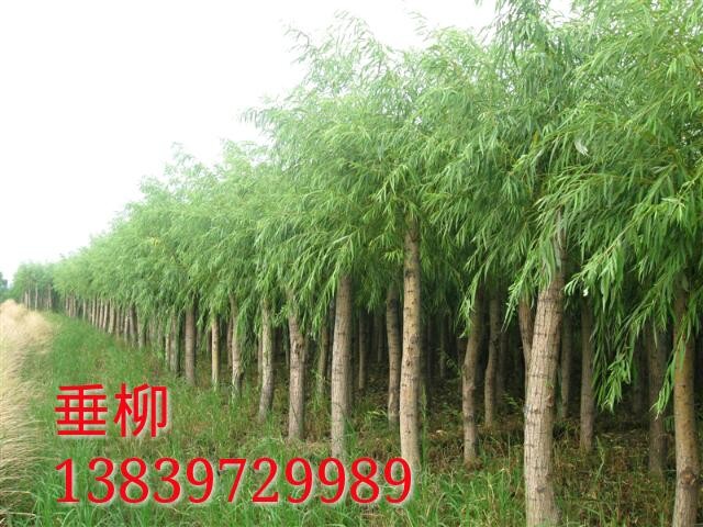 垂柳