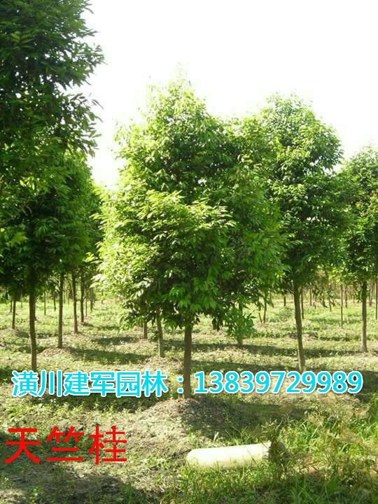 大竺桂