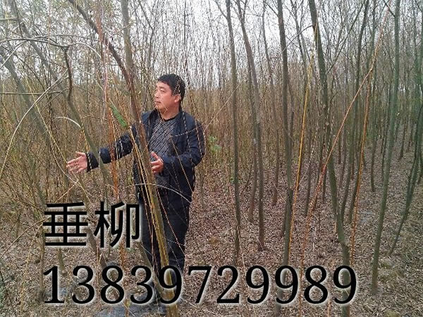垂柳